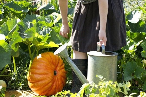 watering pumpkin