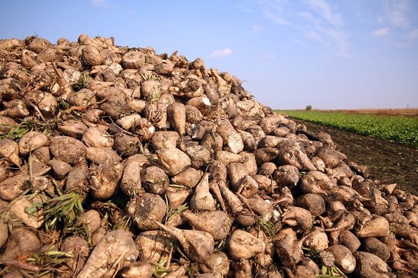 Collection of fodder beets