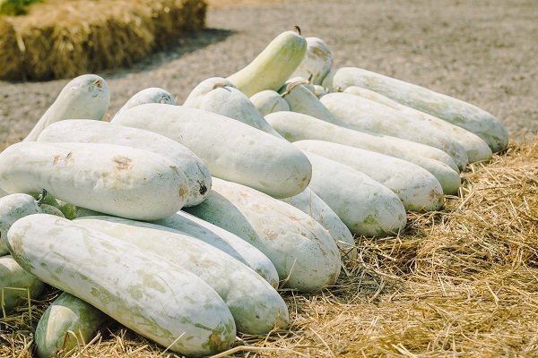 How to grow a Benincasa wax gourd: planting and care features