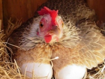Chickens: care, feeding and hatching subtleties