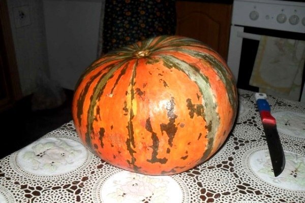 Pumpkin Zorka