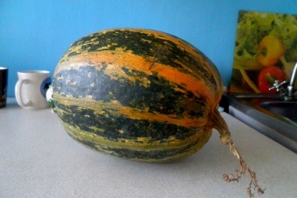 Pumpkin Dachnaya