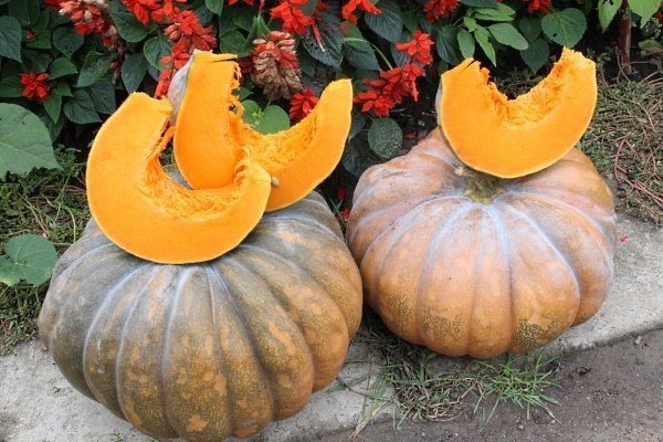Muscat de Provence pumpkin