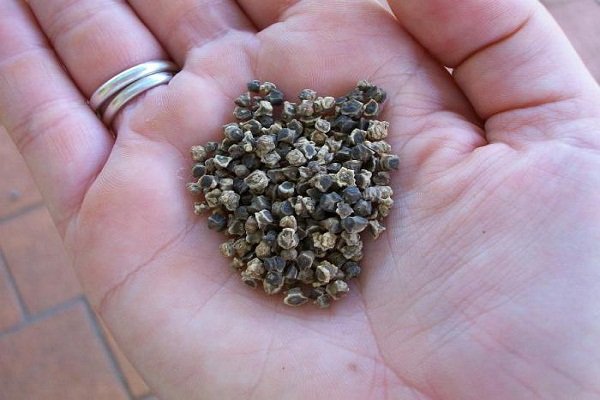 Chard seeds