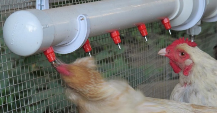 Nipple drinkers for chickens
