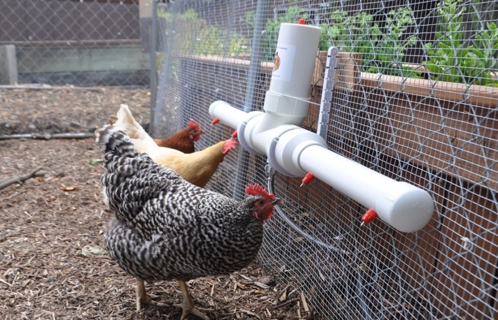 Nipple drinkers for chickens
