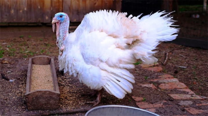 Compound feed for turkeys: types, selection and preparation
