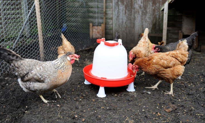 Choose a drinker for chickens or do it yourself