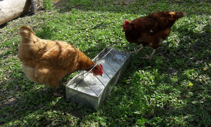 Choose a drinker for chickens or do it yourself