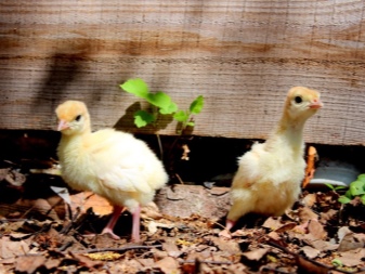 Turkey poults: feeding and caring for them