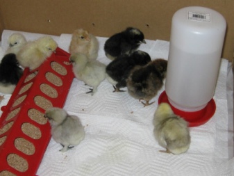 Feeders for chickens: types, subtleties of choice and manufacture
