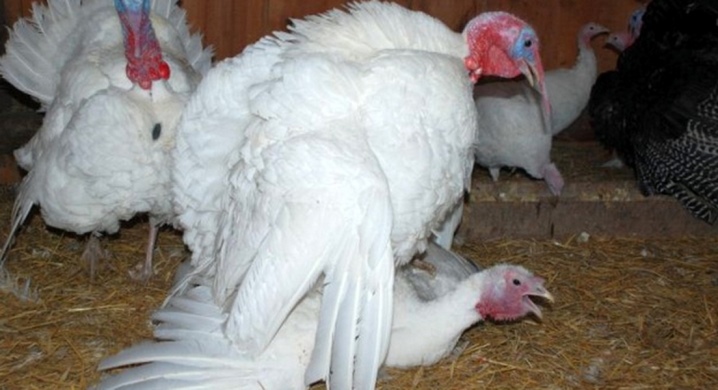 Description of Victoria turkeys