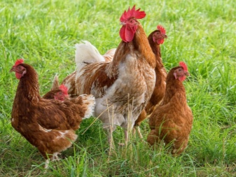 Le galline possono deporre le uova senza gallo?