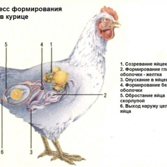 Können Hühner ohne Hahn Eier legen?