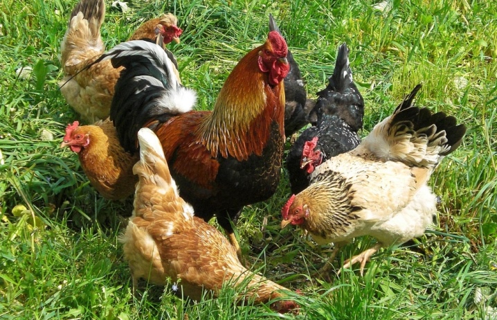 Kan høns lægge æg uden en hane?