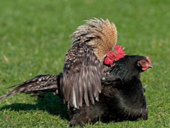 Kan kyllinger legge egg uten hane?
