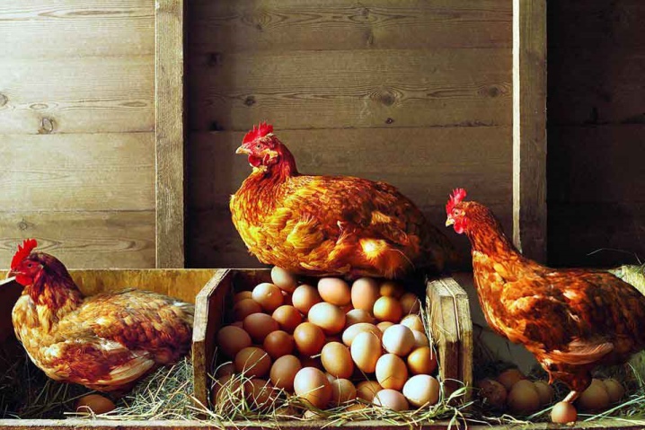 Können Hühner ohne Hahn Eier legen?