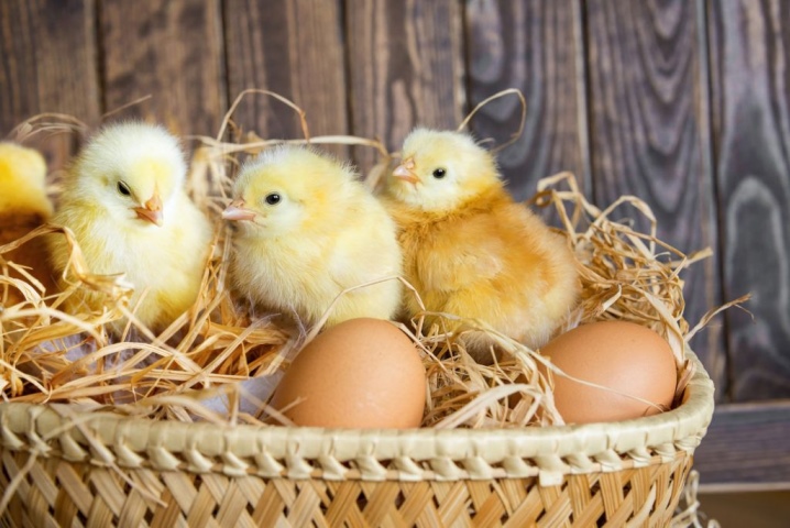 Kan kyllinger legge egg uten hane?