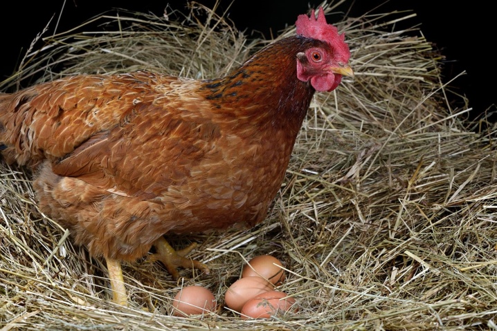 Kan høns lægge æg uden en hane?
