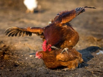 Bisakah ayam bertelur tanpa ayam jantan?