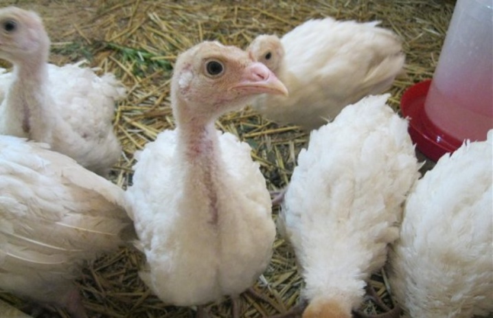Big-6 turkeys: features and cultivation