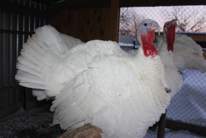 Big-6 turkeys: features and cultivation