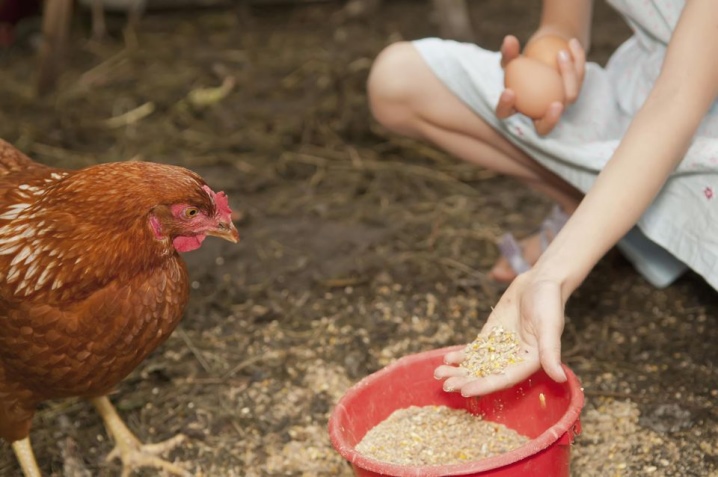Chickens do not lay: what are the reasons and what to do?