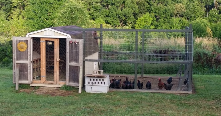 Chickens do not lay: what are the reasons and what to do?