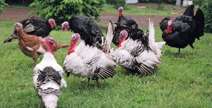 Turkey: description, types, breeding and maintenance
