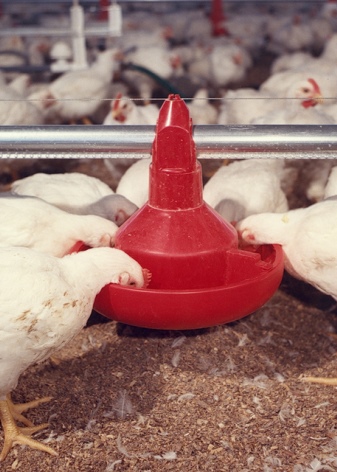 Compound feed for chickens: types, selection and feeding rules