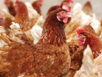 Compound feed for chickens: types, selection and feeding rules