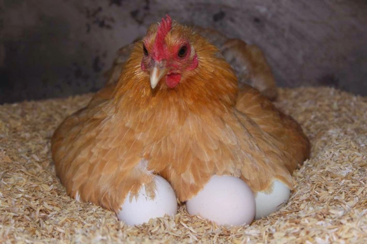 All about laying hens