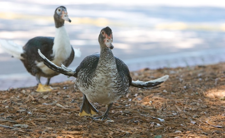 Can ducks be fed bread? Why can't you give them a roll and black bread?