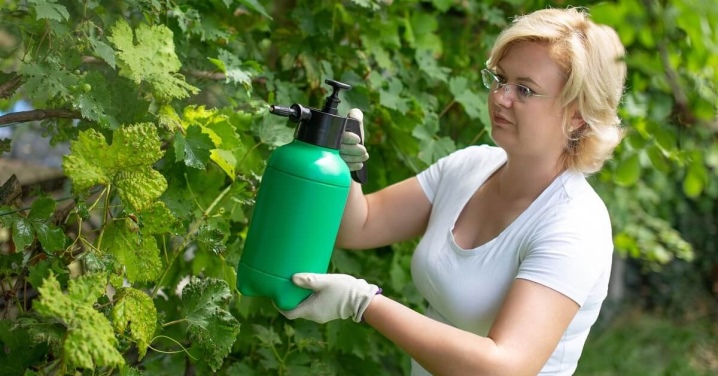 Diseases and pests of girlish grapes