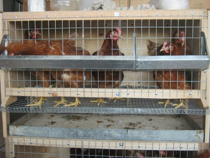 Température de conservation des poulets de chair
