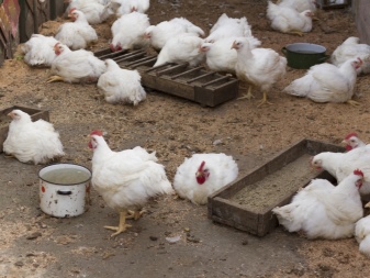 Θερμοκρασία για τη διατήρηση των κοτόπουλων κρεατοπαραγωγής