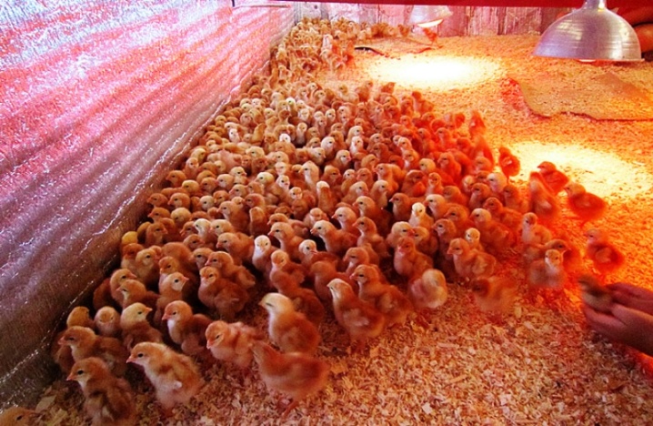 Temperatura per mantenere i polli da carne