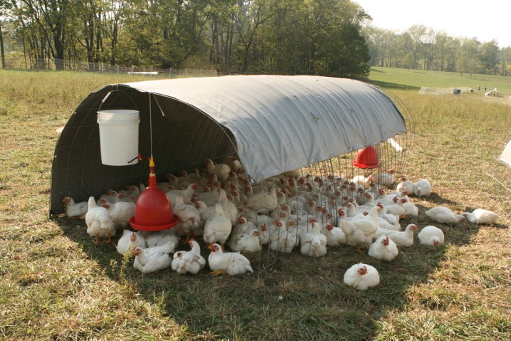 Température de conservation des poulets de chair