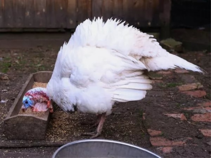 How to make a turkey feeder?