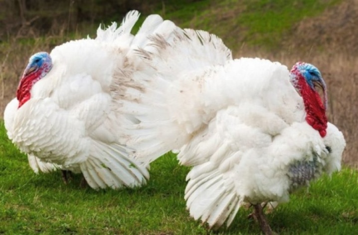 Broiler turkeys: description, types and cultivation