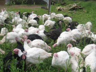 Broiler turkeys: description, types and cultivation
