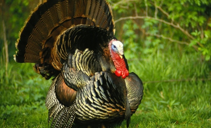 Turkeys bronze-708: description and cultivation