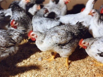 Populære store kyllingeracer