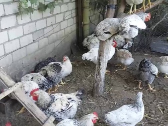 Népszerű nagy csirkefajták