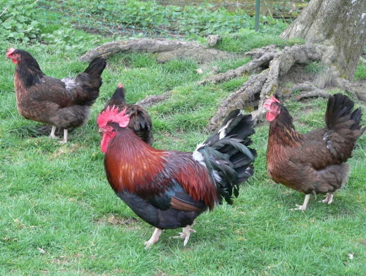 Populære store kyllingraser