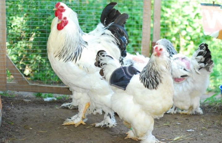 Populære store kyllingeracer