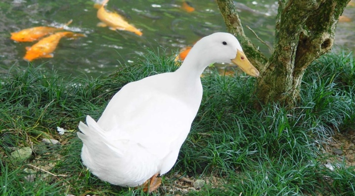 Duck Agidel