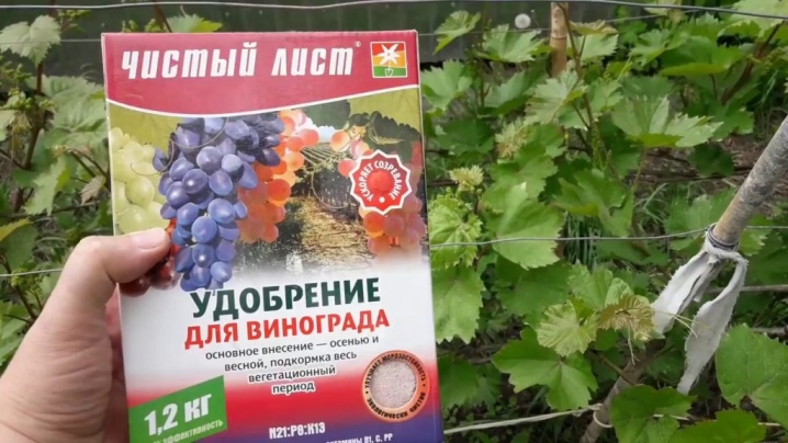 Cuttings of girlish grapes