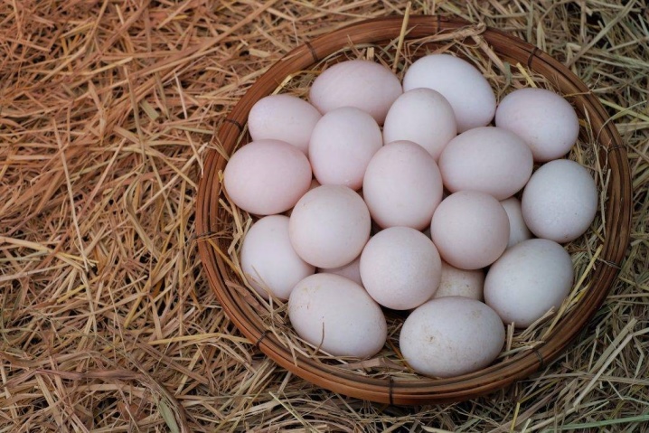 When do Indians start laying eggs and what is their egg production?