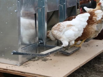 Alimentadores automáticos de frango